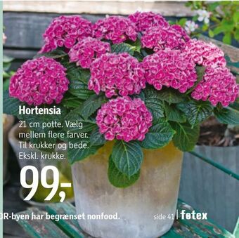 Føtex Hortensia tilbud