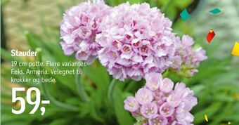 Føtex Stauder tilbud