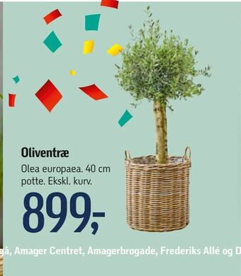 Føtex Oliventræ tilbud