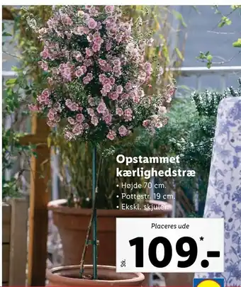 Opstammet kærlighedstræ