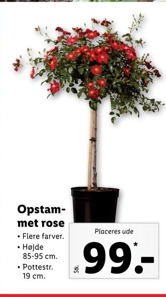 Lidl Opstammet rose tilbud