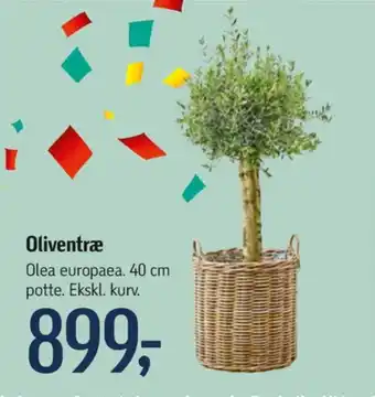 Føtex Føtex planter tilbud