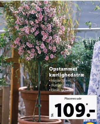 Lidl Opstammet kærlighedstræ tilbud