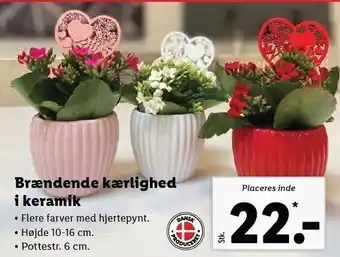 Lidl Brændende kærlighed i keramik tilbud