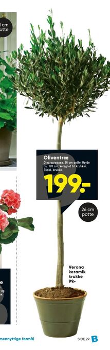Bilka Oliventræ tilbud