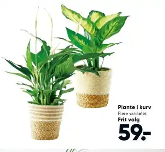 Bilka Plante i kurv tilbud