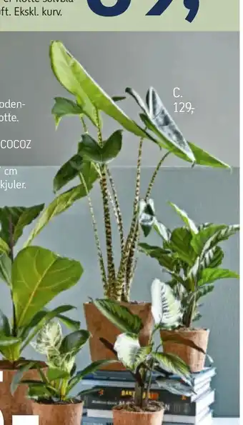 Føtex Alocasia Zebrina 17 cm COCOZ potte tilbud