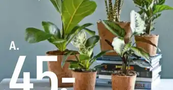 Calathea eller Philoden dron 11 cm COCOZ potte