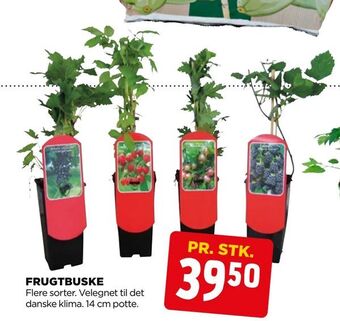 jem & fix Frugtbuske tilbud