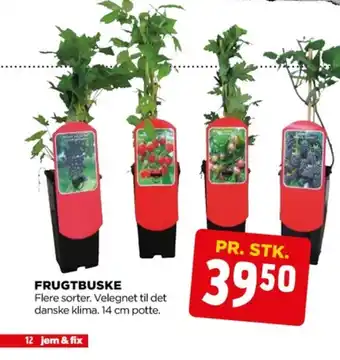 jem & fix Grønne fingre frugtbusk tilbud