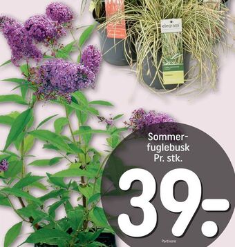 Sommerfuglebusk