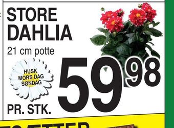 ABC Lavpris Dahlia tilbud