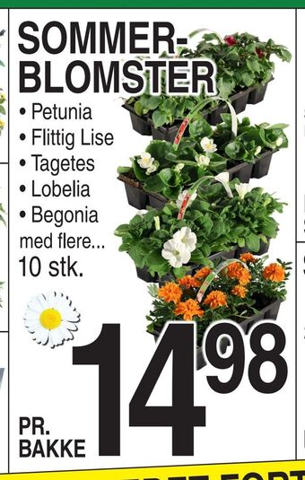 ABC Lavpris Sommer- blomster tilbud