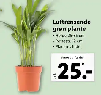 Lidl Luftrensende Grøn Plante tilbud