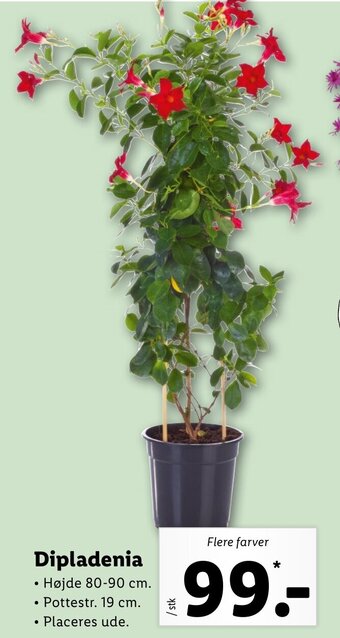 Lidl Dipladenia tilbud