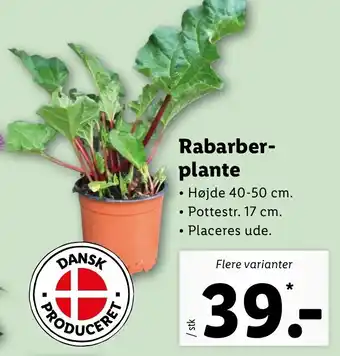 Lidl Rabarber Plante tilbud