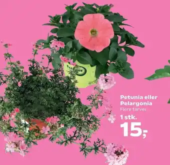 Petunia eller Pelargonia