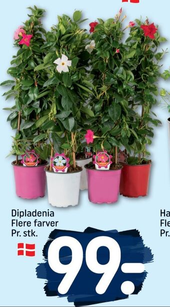 Guldæske planter