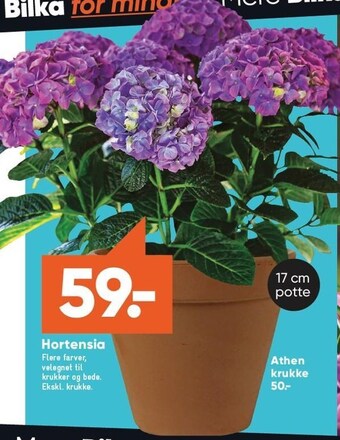 Bilka Hortensia tilbud