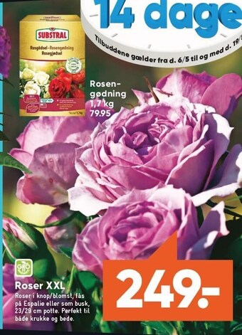 Bilka Roser XXL tilbud