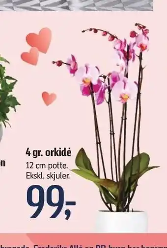 Føtex 4 gr. Orkidé tilbud