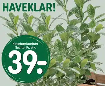 REMA 1000 Kirsebærlaurbær novita pr. stk. tilbud