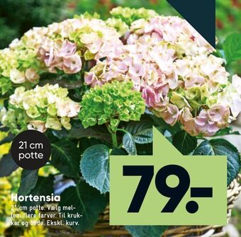 Bilka Hortensia tilbud