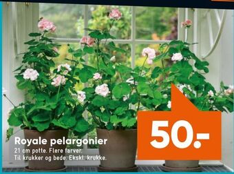 Royale pelargonier