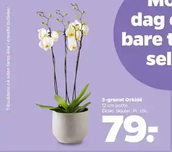Netto 3-grenet Orkidé 12 cm tilbud
