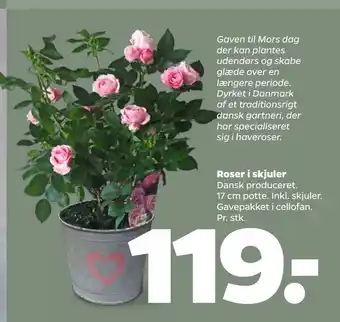 Netto Roser i Skjuler 17 cm tilbud
