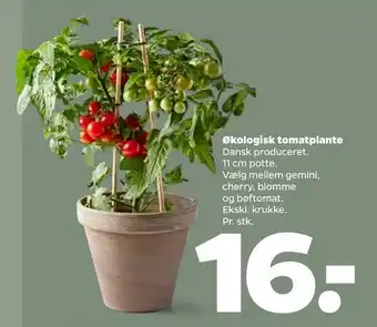 Økologisk Tomatplante 11 cm
