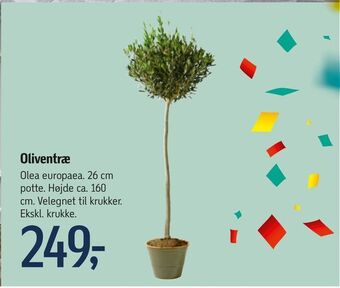 Føtex Oliventræ tilbud