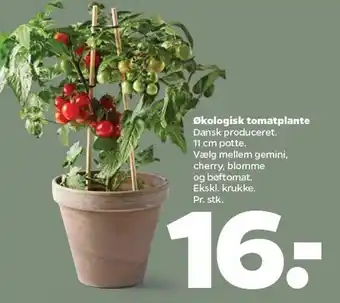 Netto Øko tomatplante tilbud