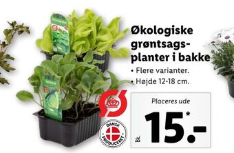 Økologiske grøntsagsplanter