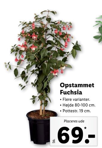 Lidl Opstammet Fuchsia tilbud