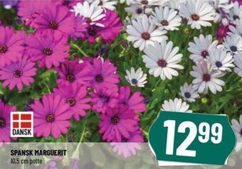 Løvbjerg Spansk Marguerit tilbud