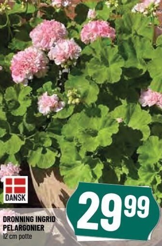 Dronning Ingrid Pelargonier