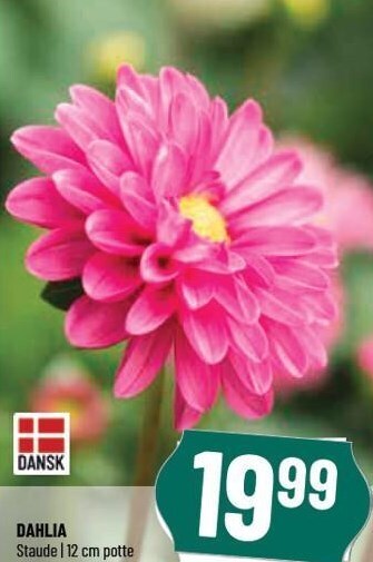 Løvbjerg Dahlia tilbud
