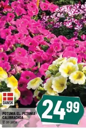Løvbjerg Potuna el. Petunia calibrachoa tilbud