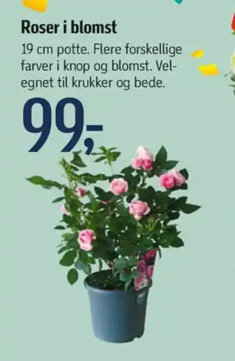 Føtex Rosalique planter tilbud