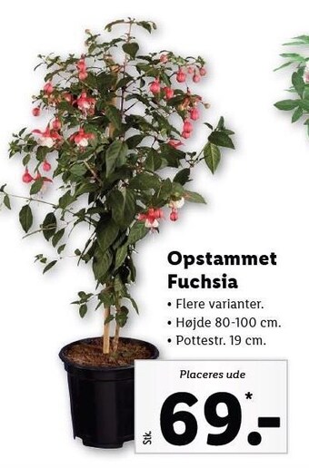 Lidl Opstammet fuchsia tilbud