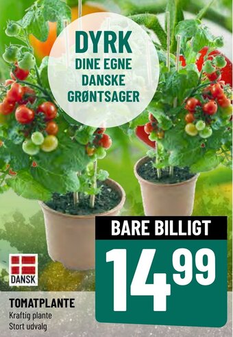 Løvbjerg Tomatplante tilbud