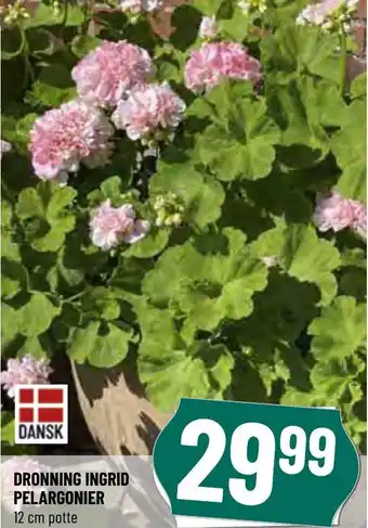 Dronning Ingrid Pelargonier 12 cm