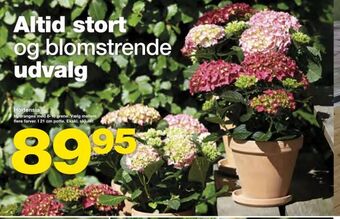 Bauhaus Hortensia tilbud