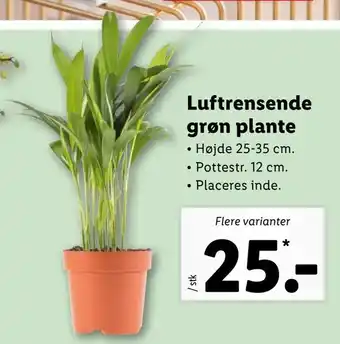 Let-Køb Luftrensende grøn plante tilbud
