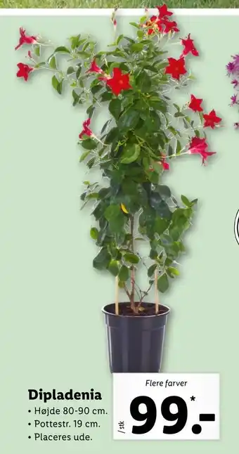 Let-Køb Dipladenia tilbud
