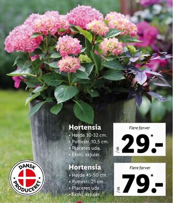 Hortensia