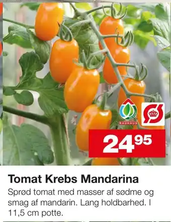 Tomat Krebs Mandarina