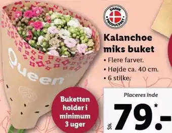 Lidl Kalanchoe Miks Buket 40 cm tilbud