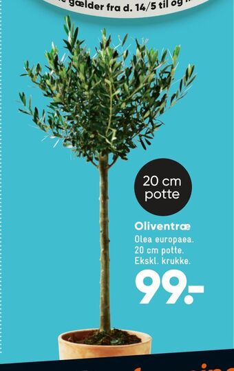Bilka Oliventræ tilbud